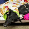 Photo of Diva
