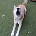 Photo of Shira