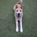 Photo of Shira
