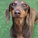 Photo of Nala