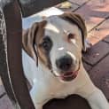 Photo of Petey (Was Duke)