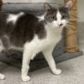 Photo of Juniper