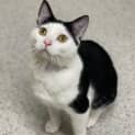 Photo of Sylvester