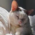 Photo of Baked Bean