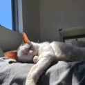 Photo of Baked Bean