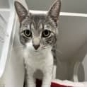 Photo of Speedy 