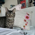 Photo of Seymour