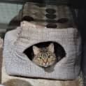 Photo of Nala