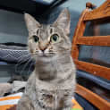 Photo of Nala