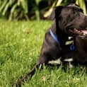 Photo of Duke *$250 Adoption Fee*