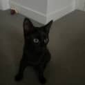 Photo of Pistachio