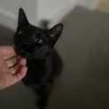Photo of Pistachio