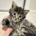 Photo of Lumio (Was Snowball)