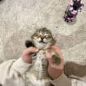 Photo of Felix (Was Nuzzles)