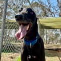 Photo of Fenris