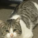Photo of Rufus