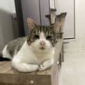 Photo of Rufus