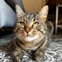 Photo of Mozzarella