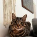 Photo of Mozzarella