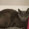 Photo of Luna