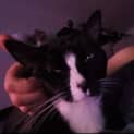 Photo of Bella