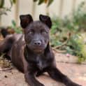 Photo of Olive