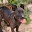 Photo of Olive