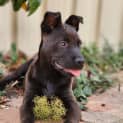 Photo of Olive