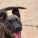 Photo of Olive