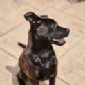 Photo of Olive