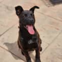 Photo of Olive