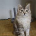 Photo of Cinnamon