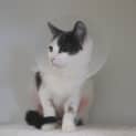 Photo of Maple