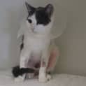 Photo of Maple