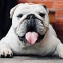 Photo of Sputnik