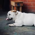 Photo of Sputnik