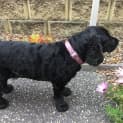 Photo of Bonnie 8 Year Old Cocker Spaniel (Trial)