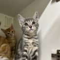 Photo of Balthazar