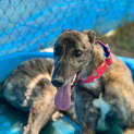 Photo of Galahad