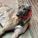 Photo of Galahad