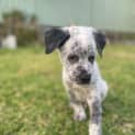 Photo of Marsh 12 Week Old Cattle Dog X (Trial)