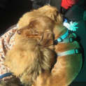 Photo of Mikey   4yo Mini Dachshund (Trial)