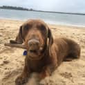Photo of Mikey   4yo Mini Dachshund (Trial)