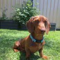 Photo of Mikey   4yo Mini Dachshund (Trial)