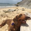 Photo of Mikey   4yo Mini Dachshund (Trial)