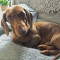 Photo of Mikey   4yo Mini Dachshund (Trial)