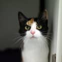 Photo of Miss Tulip