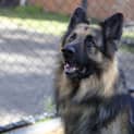 Photo of Axel
