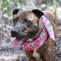 Photo of Kimba