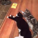 Photo of Tilli And Schmorli